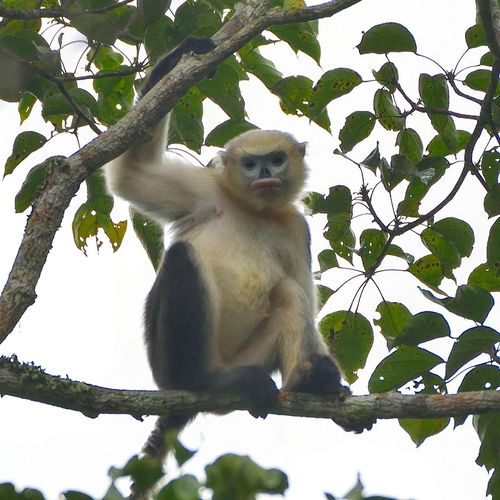 Rhinopithecus avunculus