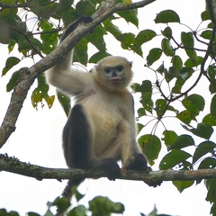 Tonkin Snub-Nosed Monkey photo 3