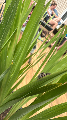 Bronze Jumping Spider