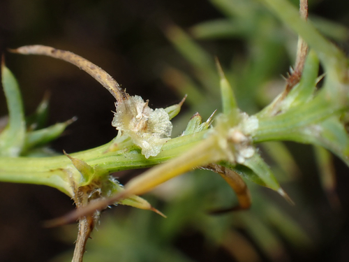 Salsola tragus observed 2026-07-25