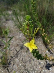 Oenothera clelandii