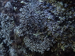 Stereocaulon corticatulum
