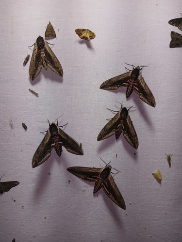 Privet hawk-moth