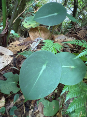 Peperomia hernandiifolia, photograph author not stated, no rights reserved