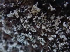 Stereocaulon corticatulum