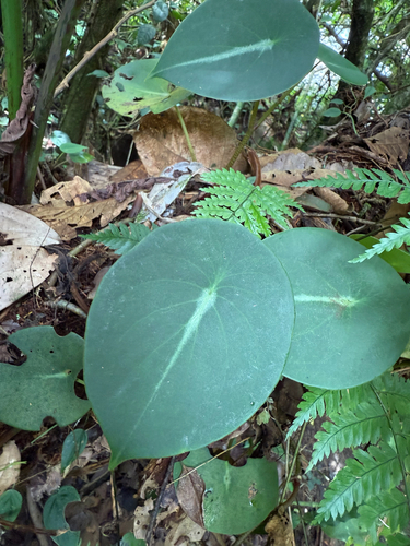 Peperomia hernandiifolia, photograph 2
