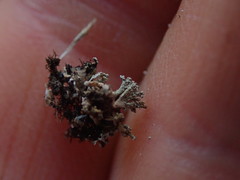 Stereocaulon corticatulum