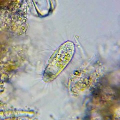 Ctedoctema acanthocryptum