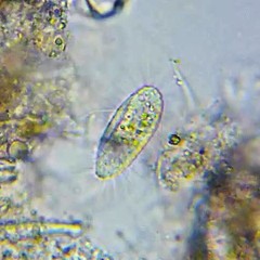 Ctedoctema acanthocryptum