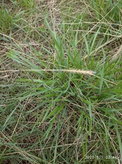 Agropyron cristatum