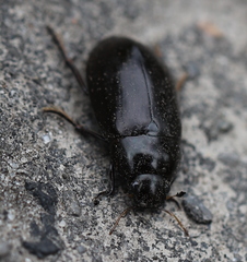 Hydrochara caraboides