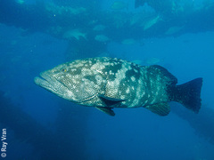 Epinephelus malabaricus