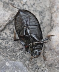 Hydrochara caraboides