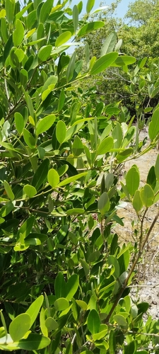 Avicennia germinans, photograph 3