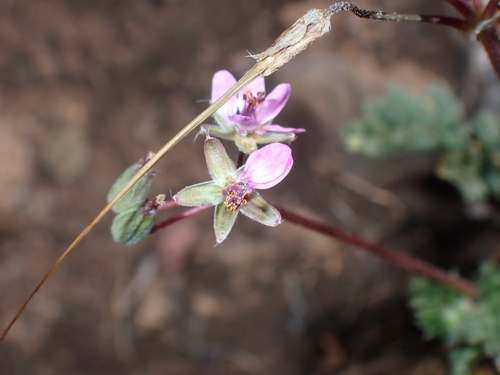 Erodium cicutarium observed 2026-07-25