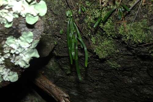 Haplopteris ensiformis, photograph 1