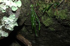 Haplopteris ensiformis, photograph (c) Greg Tasney, some rights reserved (CC BY-SA)