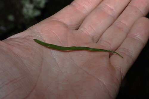 Haplopteris ensiformis, photograph 2