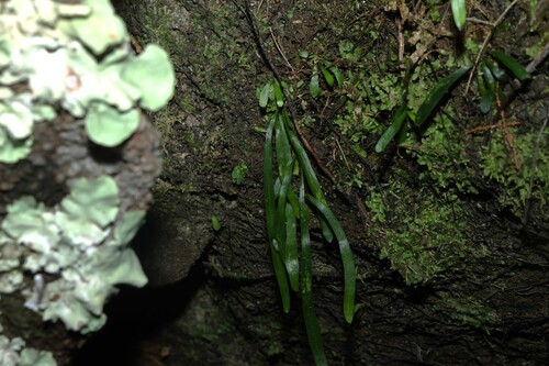 Haplopteris ensiformis