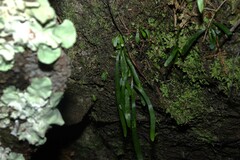 Haplopteris ensiformis