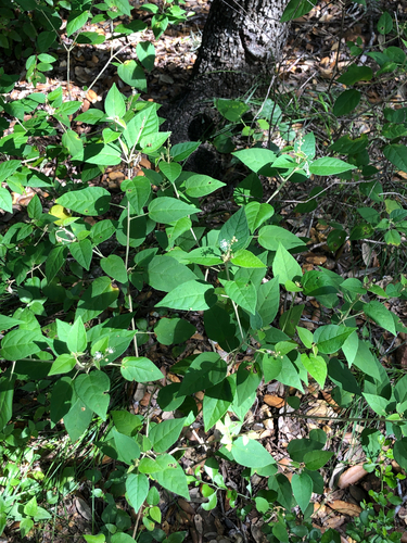 Bush croton
