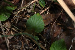 (c) Greg Tasney, some rights reserved (CC BY-SA) Lobelia trigonocaulis, photograph (c) Greg Tasney, some rights reserved (CC BY-SA)