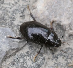 Hydrochara caraboides
