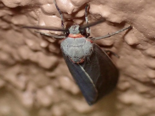 Mouse-colored Euchaetes