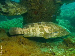 Epinephelus coioides