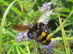 Megascolia maculata maculata