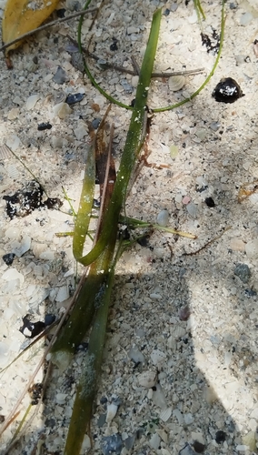 Thalassia testudinum, photograph 3