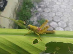 Valanga