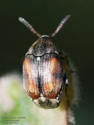 Stator limbatus