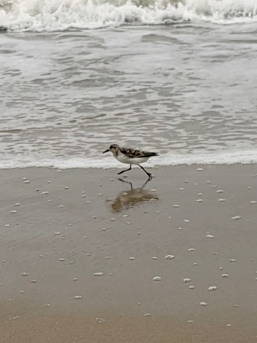 iNaturalist image
