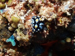 Phyllidia picta