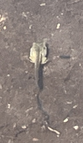iNaturalist observation photo of Sierra Nevada Yellow-legged Frog