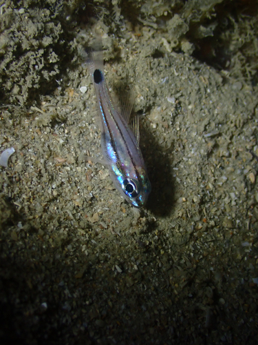Ostorhinchus endekataenia observed 2026-07-25