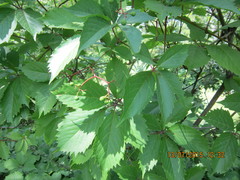 Parthenocissus inserta