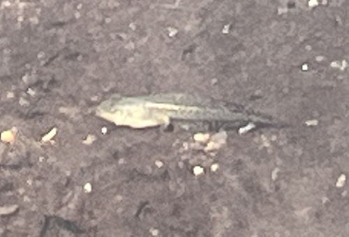 iNaturalist observation photo of Sierra Nevada Yellow-legged Frog