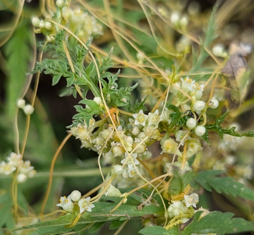 Cuscuta indecora indecora