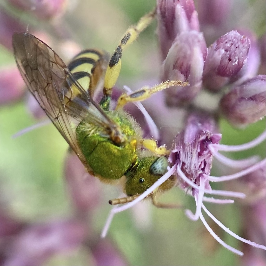 Silky Striped Sweat Bee