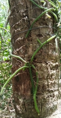 Selenicereus grandiflorus, photograph (c) Douglas Caro Lopez, some rights reserved (CC BY)
