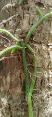 Selenicereus grandiflorus, photograph (c) Douglas Caro Lopez, some rights reserved (CC BY)