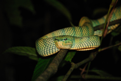 Wagler's Palm Viper photo 5