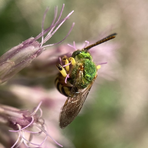 Silky Striped Sweat Bee photo 6