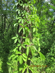 Parthenocissus inserta