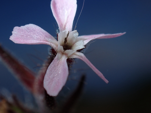 Silene gallica observed 2026-07-25