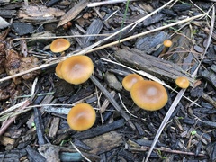 Galerina patagonica