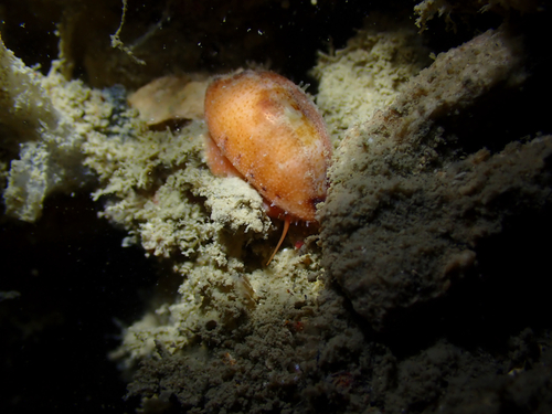 Purpuradusta fimbriata observed 2026-07-25