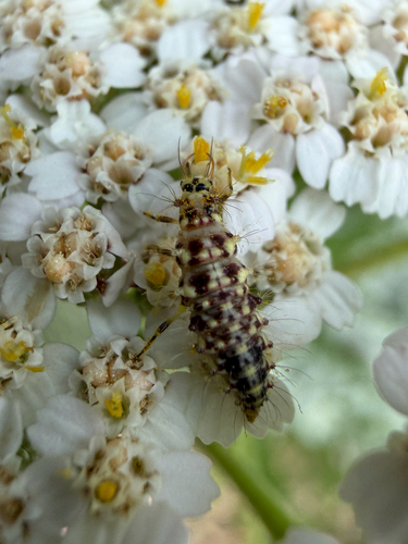 Weeping Green Lacewing